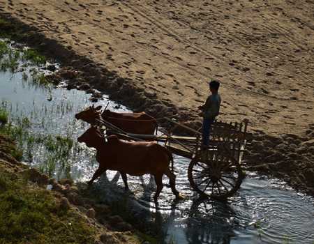 Myanmar Agriculture